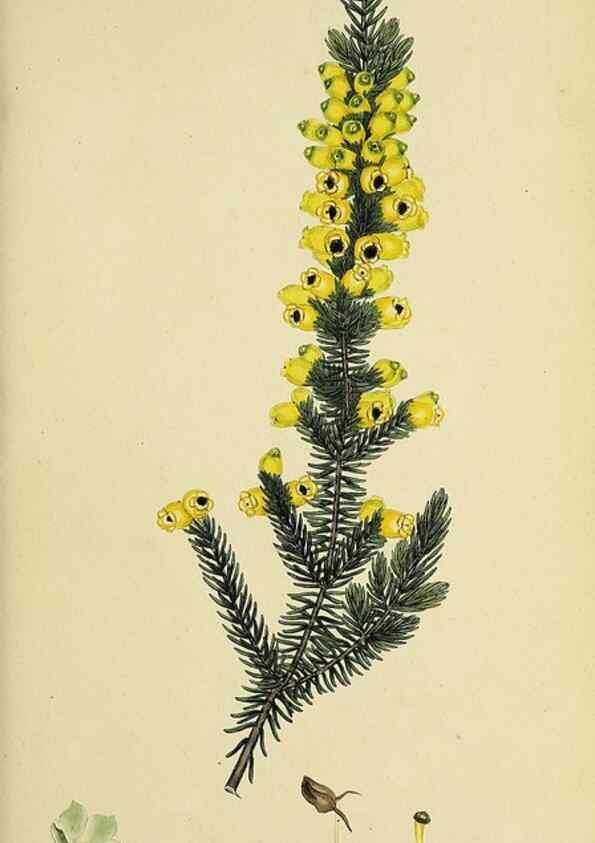 Reproducción/Reproduction 49720953912: The heathery, or, A monograph of the genus Erica :. London :Henry G. Bohn,1845.. 