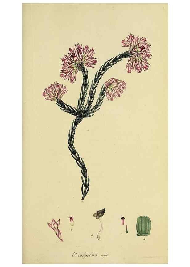 Reproducción/Reproduction 49720640216: The heathery, or, A monograph of the genus Erica :. London :Henry G. Bohn,1845.. 