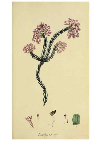 Reproducción/Reproduction 49720640216: The heathery, or, A monograph of the genus Erica :. London :Henry G. Bohn,1845.. 