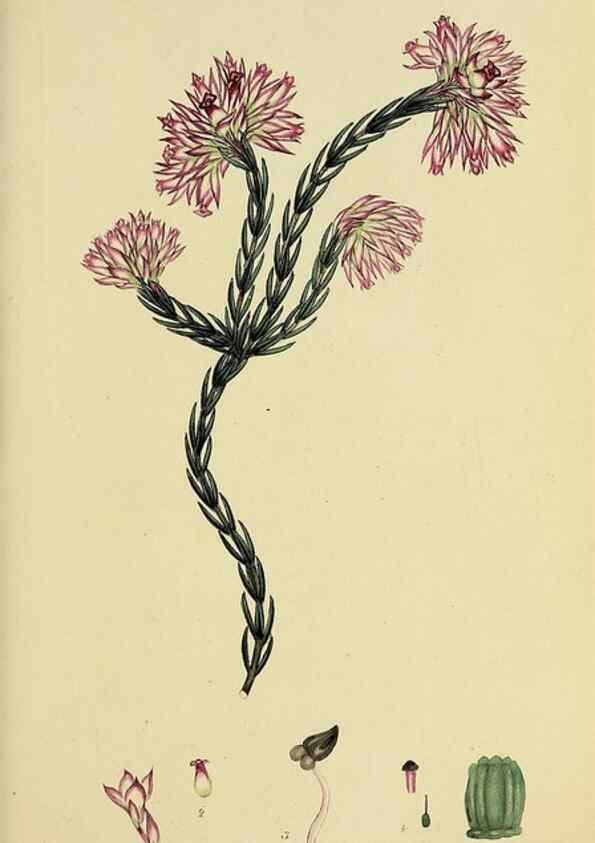 Reproducción/Reproduction 49720640216: The heathery, or, A monograph of the genus Erica :. London :Henry G. Bohn,1845.. 
