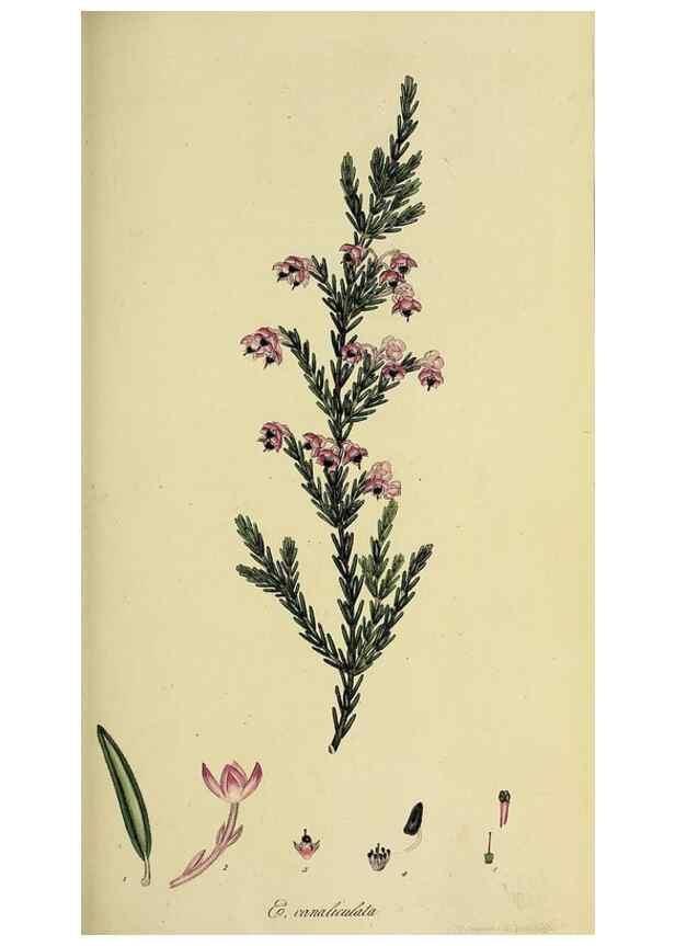 Reproducción/Reproduction 49720640551: The heathery, or, A monograph of the genus Erica :. London :Henry G. Bohn,1845.. 