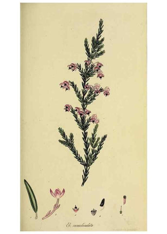Reproducción/Reproduction 49720640551: The heathery, or, A monograph of the genus Erica :. London :Henry G. Bohn,1845.. 