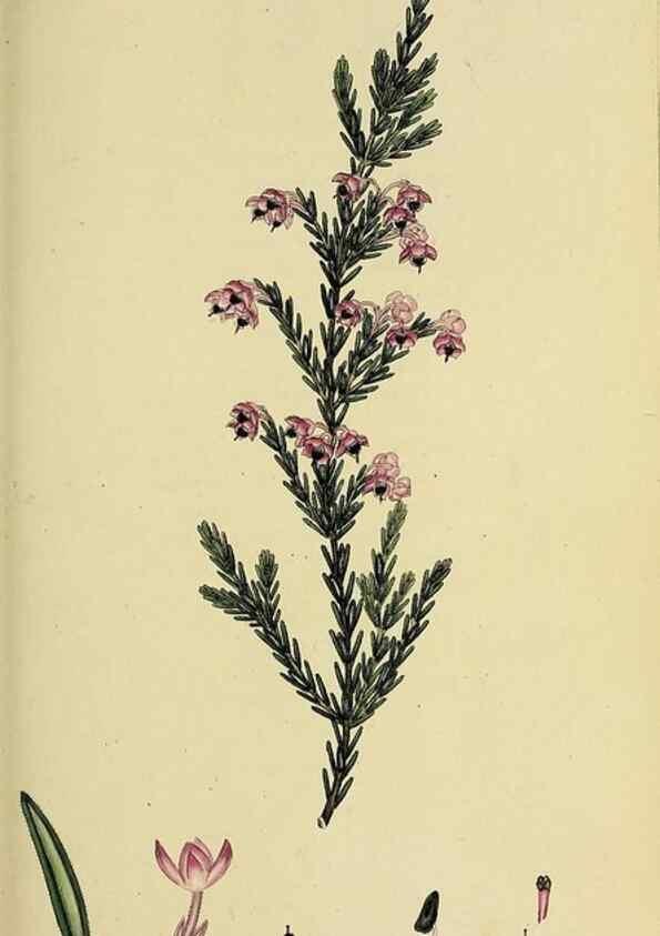 Reproducción/Reproduction 49720640551: The heathery, or, A monograph of the genus Erica :. London :Henry G. Bohn,1845.. 