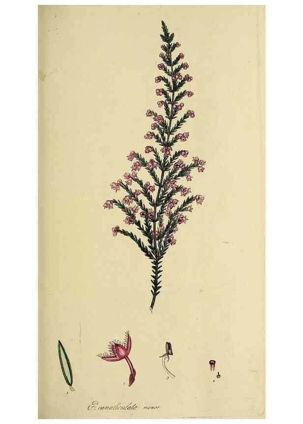Reproducción/Reproduction 49720104813: The heathery, or, A monograph of the genus Erica :. London :Henry G. Bohn,1845.. 
