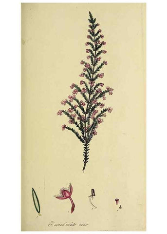 Reproducción/Reproduction 49720104813: The heathery, or, A monograph of the genus Erica :. London :Henry G. Bohn,1845.. 