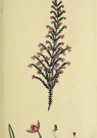 Reproducción/Reproduction 49720104813: The heathery, or, A monograph of the genus Erica :. London :Henry G. Bohn,1845.. 