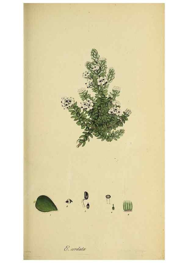 Reproducción/Reproduction 49720105108: The heathery, or, A monograph of the genus Erica :. London :Henry G. Bohn,1845.. 