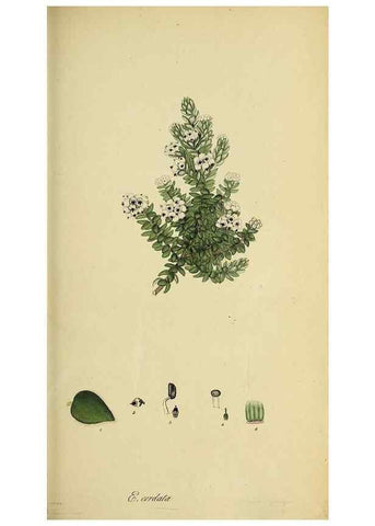 Reproducción/Reproduction 49720105108: The heathery, or, A monograph of the genus Erica :. London :Henry G. Bohn,1845.. 