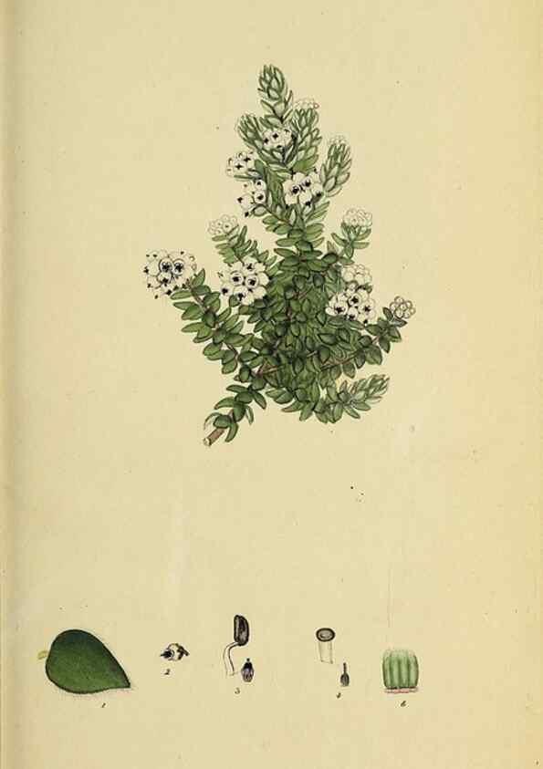 Reproducción/Reproduction 49720105108: The heathery, or, A monograph of the genus Erica :. London :Henry G. Bohn,1845.. 