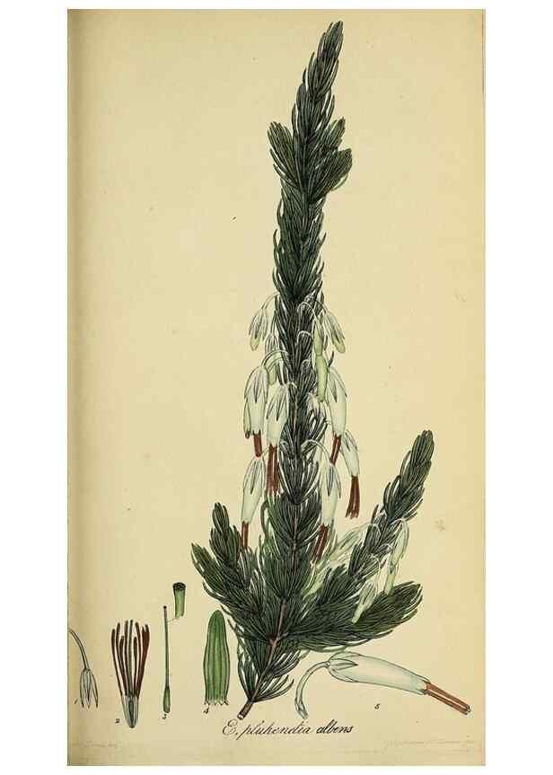 Reproducción/Reproduction 49720650511: The heathery, or, A monograph of the genus Erica :. London :Henry G. Bohn,1845.. 