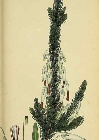 Reproducción/Reproduction 49720650511: The heathery, or, A monograph of the genus Erica :. London :Henry G. Bohn,1845.. 