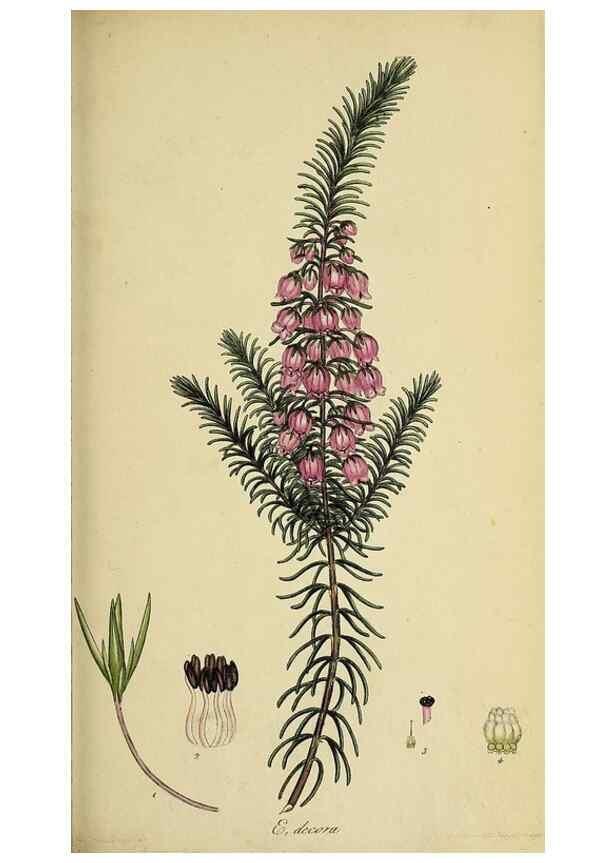 Reproducción/Reproduction 49720105363: The heathery, or, A monograph of the genus Erica :. London :Henry G. Bohn,1845.. 
