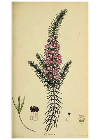 Reproducción/Reproduction 49720105363: The heathery, or, A monograph of the genus Erica :. London :Henry G. Bohn,1845.. 