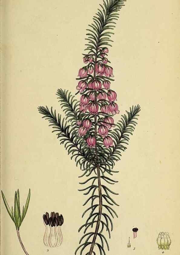Reproducción/Reproduction 49720105363: The heathery, or, A monograph of the genus Erica :. London :Henry G. Bohn,1845.. 
