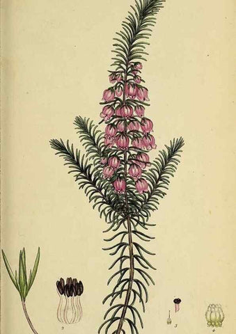 Reproducción/Reproduction 49720105363: The heathery, or, A monograph of the genus Erica :. London :Henry G. Bohn,1845.. 