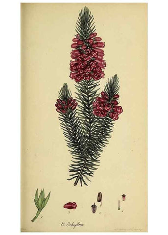 Reproducción/Reproduction 49720642211: The heathery, or, A monograph of the genus Erica :. London :Henry G. Bohn,1845.. 