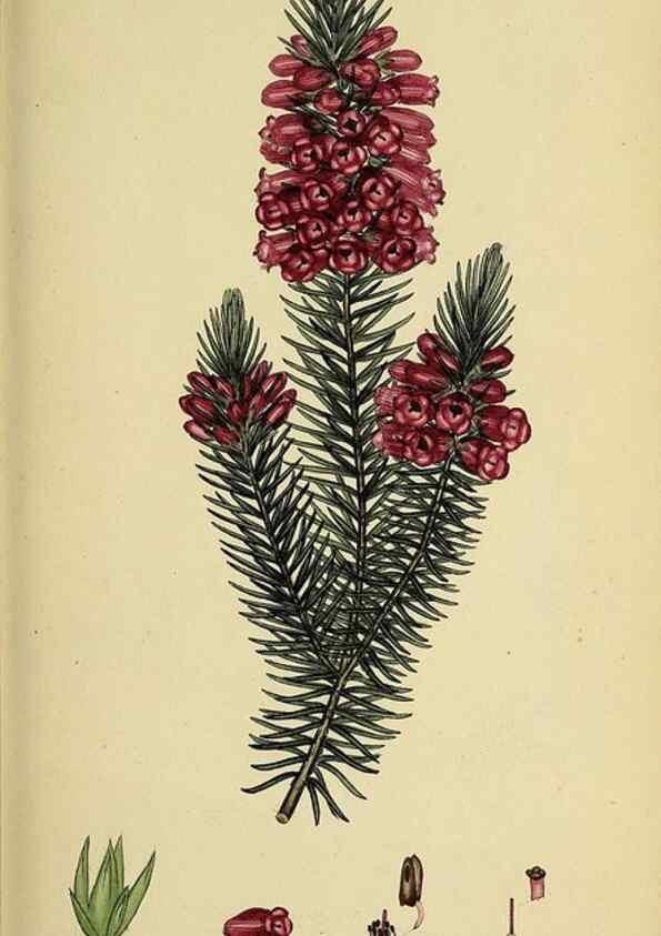 Reproducción/Reproduction 49720642211: The heathery, or, A monograph of the genus Erica :. London :Henry G. Bohn,1845.. 
