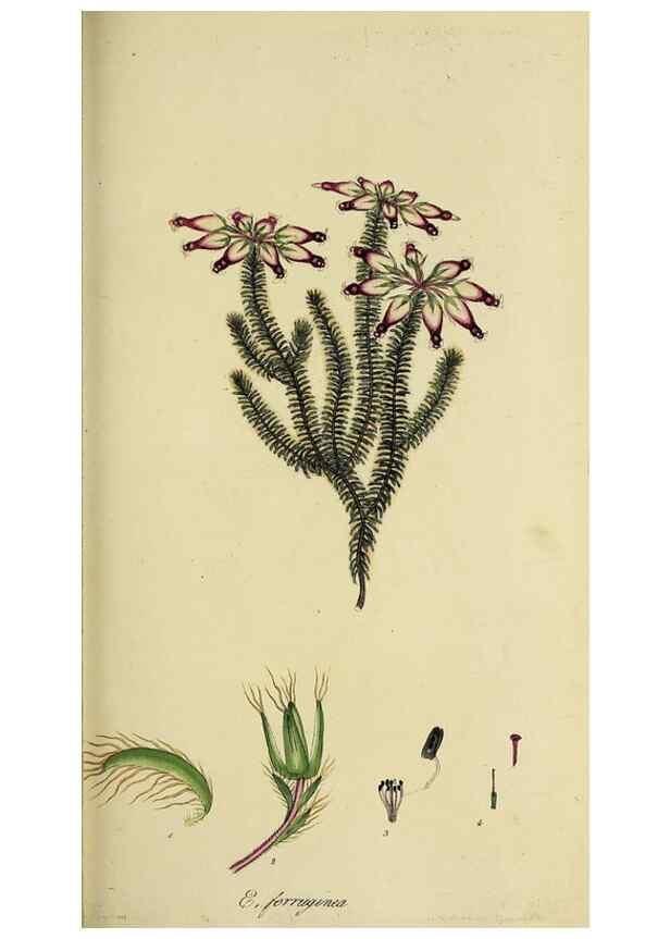 Reproducción/Reproduction 49720956442: The heathery, or, A monograph of the genus Erica :. London :Henry G. Bohn,1845.. 