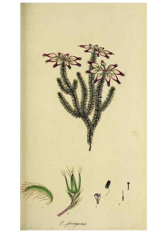 Reproducción/Reproduction 49720956442: The heathery, or, A monograph of the genus Erica :. London :Henry G. Bohn,1845.. 