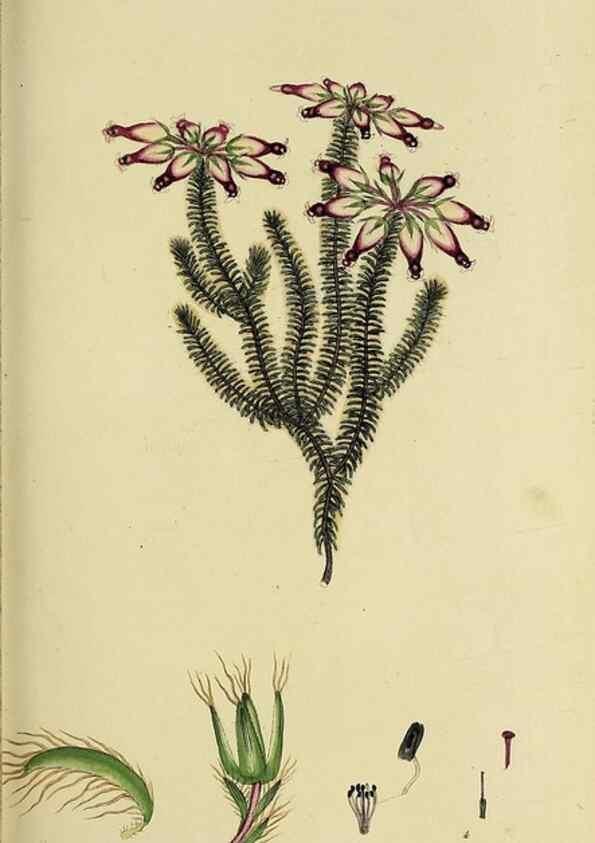 Reproducción/Reproduction 49720956442: The heathery, or, A monograph of the genus Erica :. London :Henry G. Bohn,1845.. 