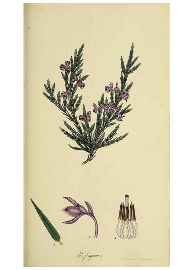 Reproducción/Reproduction 49720642761: The heathery, or, A monograph of the genus Erica :. London :Henry G. Bohn,1845.. 