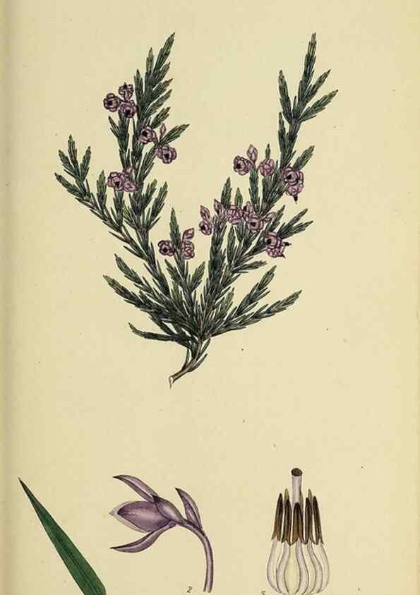 Reproducción/Reproduction 49720642761: The heathery, or, A monograph of the genus Erica :. London :Henry G. Bohn,1845.. 
