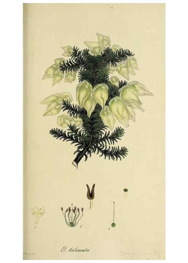 Reproducción/Reproduction 49720106878: The heathery, or, A monograph of the genus Erica :. London :Henry G. Bohn,1845.. 