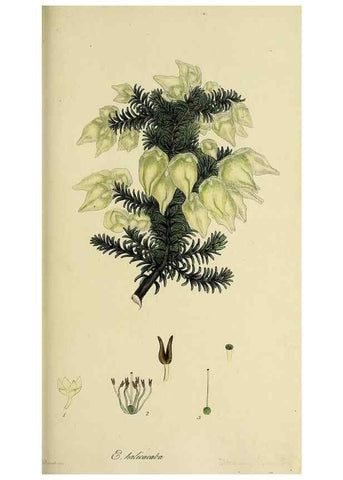 Reproducción/Reproduction 49720106878: The heathery, or, A monograph of the genus Erica :. London :Henry G. Bohn,1845.. 