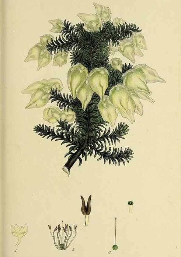 Reproducción/Reproduction 49720106878: The heathery, or, A monograph of the genus Erica :. London :Henry G. Bohn,1845.. 