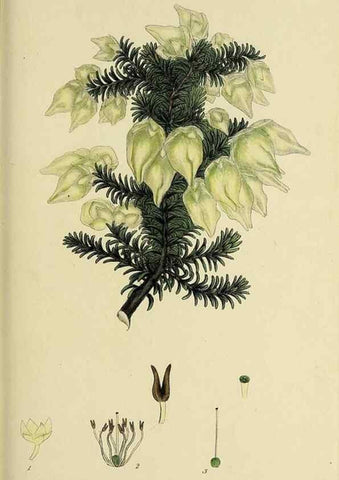Reproducción/Reproduction 49720106878: The heathery, or, A monograph of the genus Erica :. London :Henry G. Bohn,1845.. 