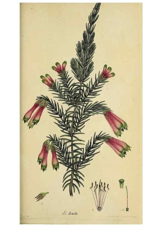 Reproducción/Reproduction 49720643341: The heathery, or, A monograph of the genus Erica :. London :Henry G. Bohn,1845.. 