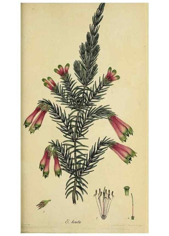 Reproducción/Reproduction 49720643341: The heathery, or, A monograph of the genus Erica :. London :Henry G. Bohn,1845.. 