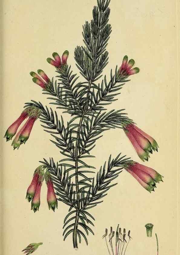 Reproducción/Reproduction 49720643341: The heathery, or, A monograph of the genus Erica :. London :Henry G. Bohn,1845.. 
