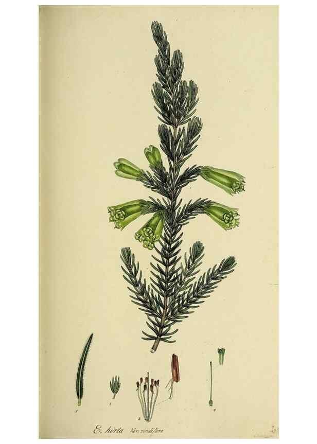 Reproducción/Reproduction 49720957627: The heathery, or, A monograph of the genus Erica :. London :Henry G. Bohn,1845.. 