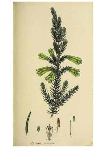 Reproducción/Reproduction 49720957627: The heathery, or, A monograph of the genus Erica :. London :Henry G. Bohn,1845.. 