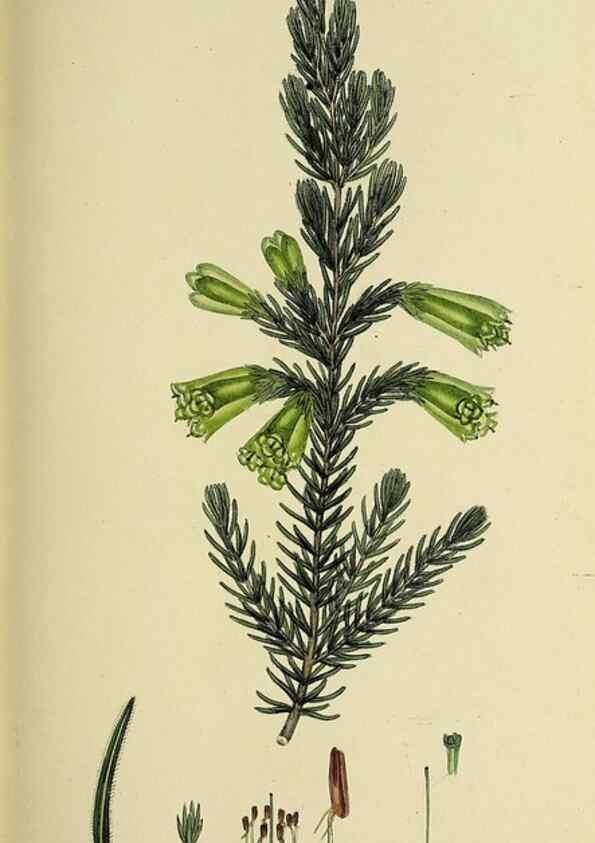 Reproducción/Reproduction 49720957627: The heathery, or, A monograph of the genus Erica :. London :Henry G. Bohn,1845.. 