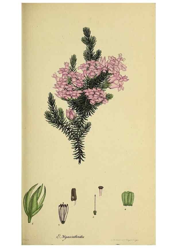 Reproducción/Reproduction 49720957947: The heathery, or, A monograph of the genus Erica :. London :Henry G. Bohn,1845.. 