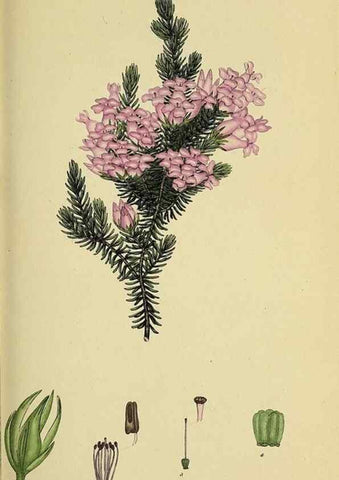 Reproducción/Reproduction 49720957947: The heathery, or, A monograph of the genus Erica :. London :Henry G. Bohn,1845.. 