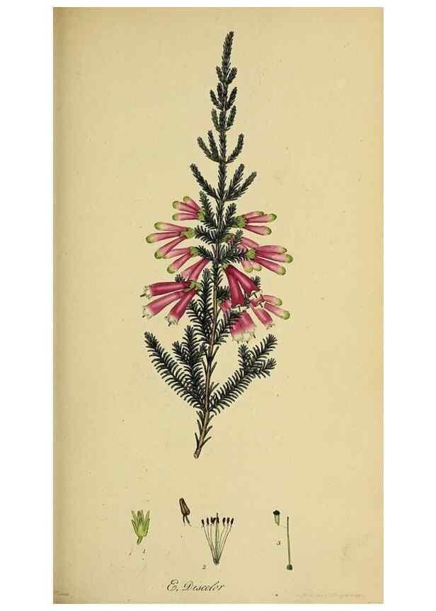Reproducción/Reproduction 49720641891: The heathery, or, A monograph of the genus Erica :. London :Henry G. Bohn,1845.. 