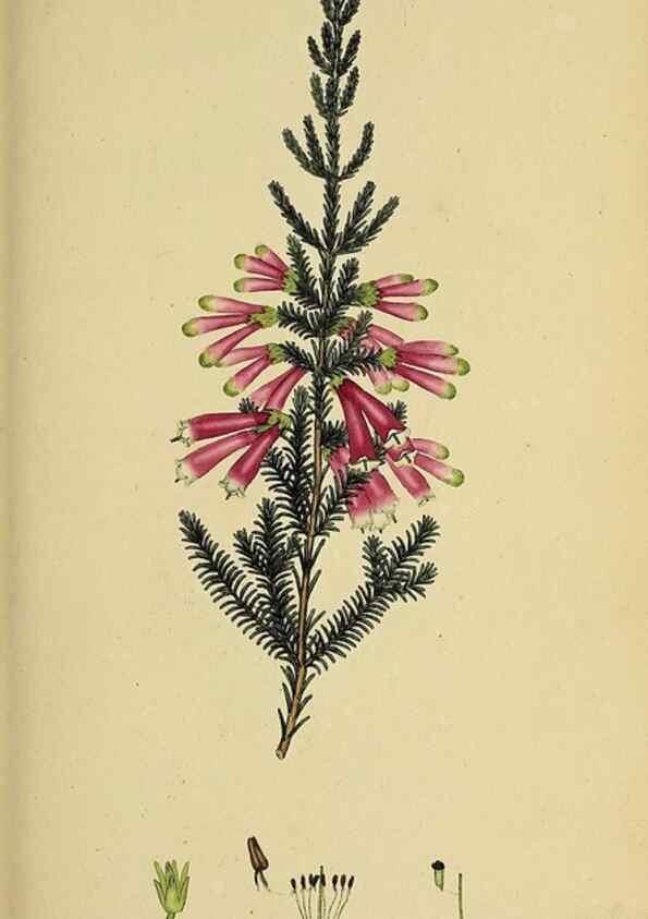 Reproducción/Reproduction 49720641891: The heathery, or, A monograph of the genus Erica :. London :Henry G. Bohn,1845.. 