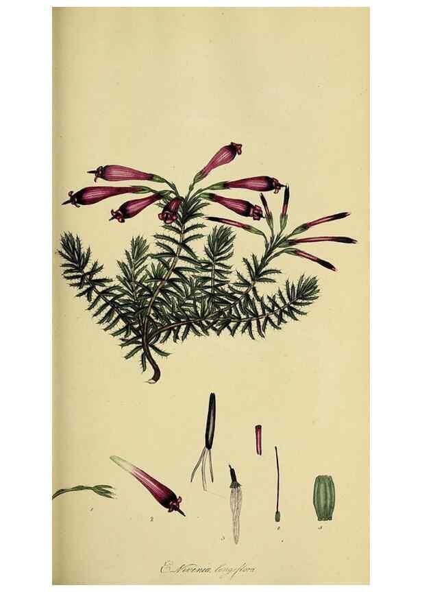 Reproducción/Reproduction 49721048607: The heathery, or, A monograph of the genus Erica :. London :Henry G. Bohn,1845.. 