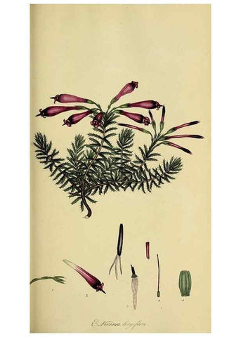 Reproducción/Reproduction 49721048607: The heathery, or, A monograph of the genus Erica :. London :Henry G. Bohn,1845.. 