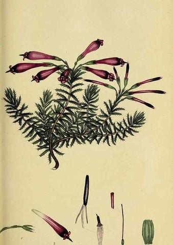 Reproducción/Reproduction 49721048607: The heathery, or, A monograph of the genus Erica :. London :Henry G. Bohn,1845.. 