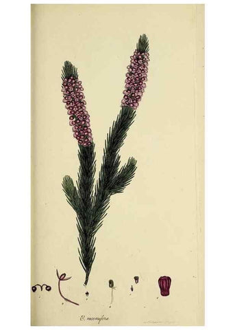 Reproducción/Reproduction 49720115053: The heathery, or, A monograph of the genus Erica :. London :Henry G. Bohn,1845.. 