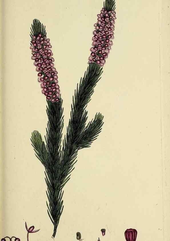 Reproducción/Reproduction 49720115053: The heathery, or, A monograph of the genus Erica :. London :Henry G. Bohn,1845.. 