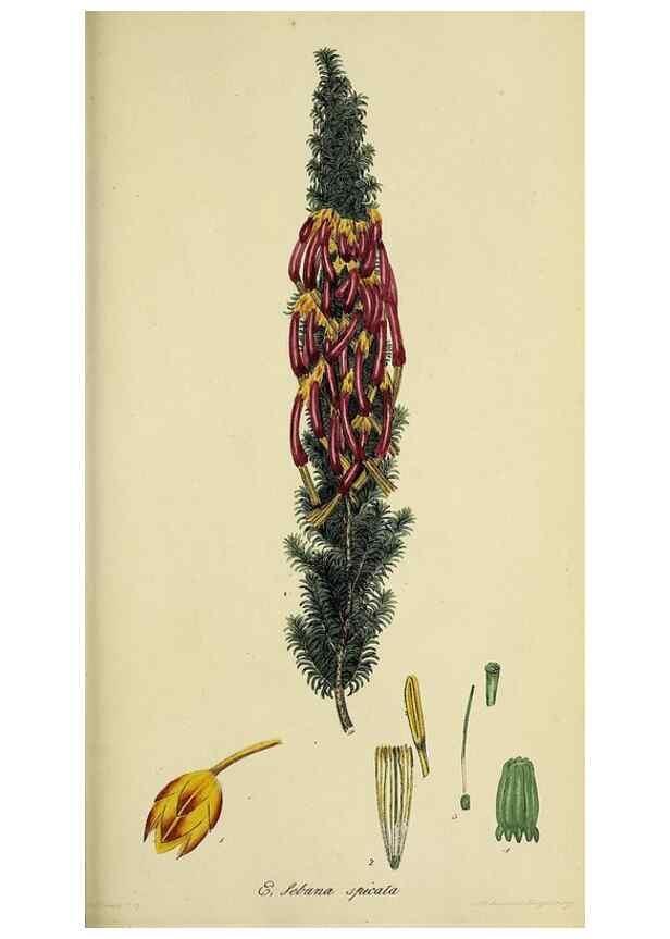 Reproducción/Reproduction 49720651551: The heathery, or, A monograph of the genus Erica :. London :Henry G. Bohn,1845.. 