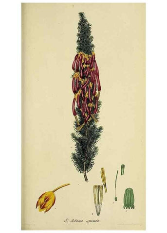 Reproducción/Reproduction 49720651551: The heathery, or, A monograph of the genus Erica :. London :Henry G. Bohn,1845.. 