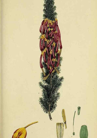 Reproducción/Reproduction 49720651551: The heathery, or, A monograph of the genus Erica :. London :Henry G. Bohn,1845.. 