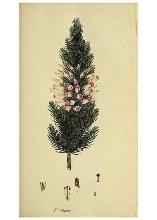 Reproducción/Reproduction 49720192398: The heathery, or, A monograph of the genus Erica :. London :Henry G. Bohn,1845.. 