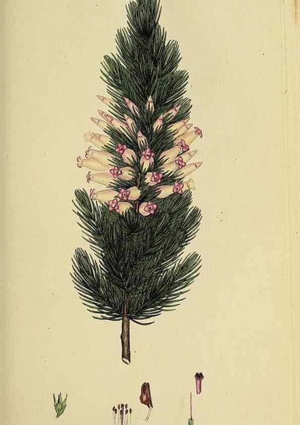 Reproducción/Reproduction 49720192398: The heathery, or, A monograph of the genus Erica :. London :Henry G. Bohn,1845.. 